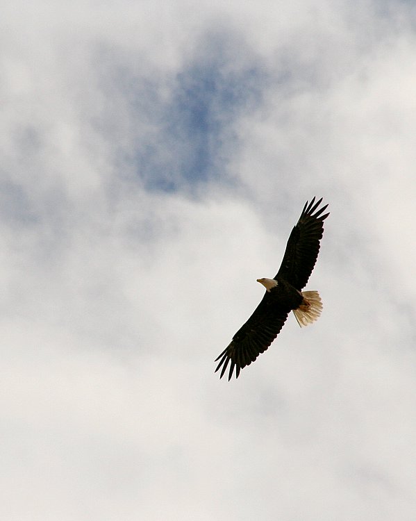 bald eagle